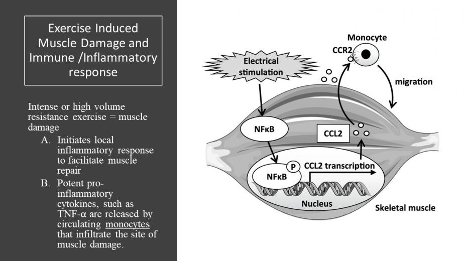 Exercise-induced muscle damage and performance declines